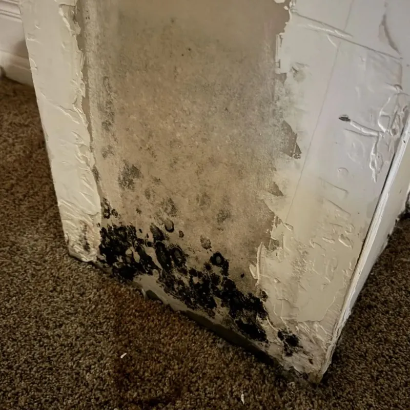 Professional Mold Removal in Geneva, IL